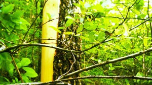 This is a freshly harvested tree. The bark will regrow in a few years and be ready to harvest again.